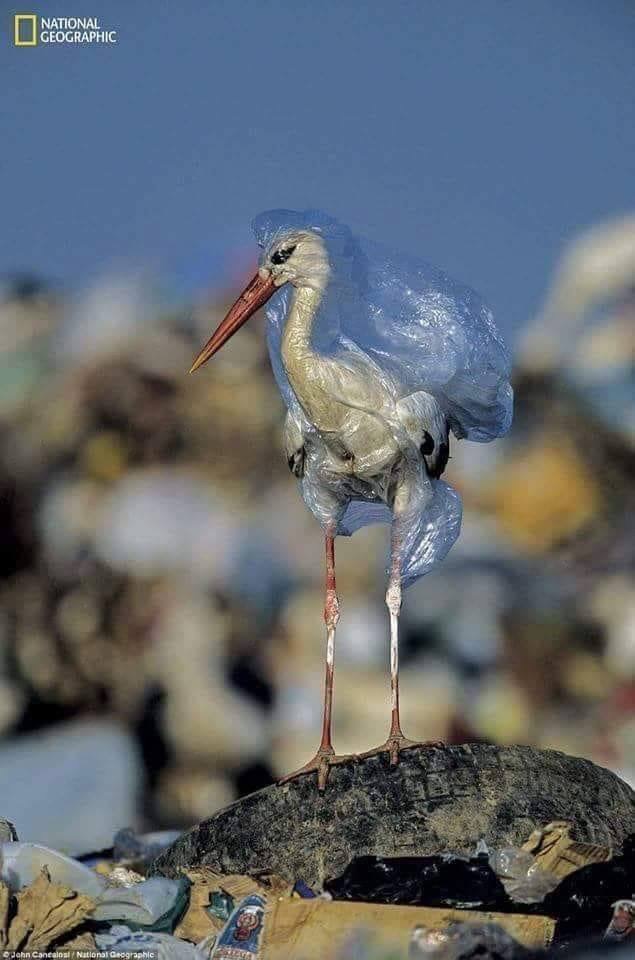 National Geographic Ocean Plastic Pollution